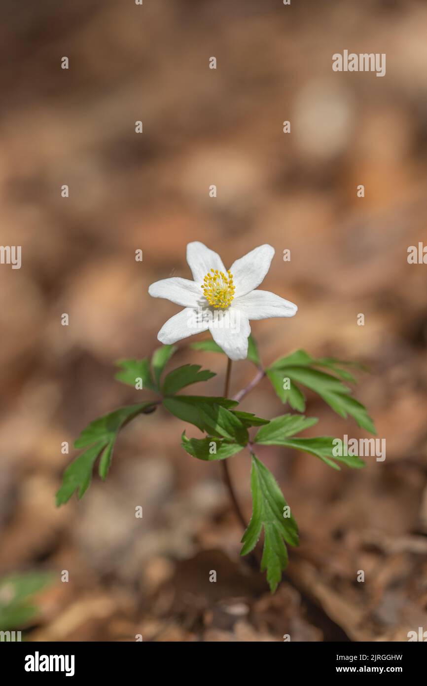 Single blossom of smellfox (Anemone nemorosa). Stock Photo