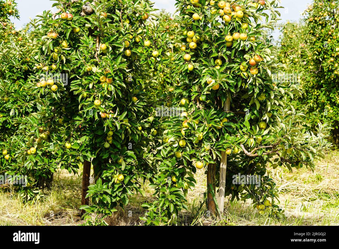 Apple tree in the old country next to Hamburg Stock Photo