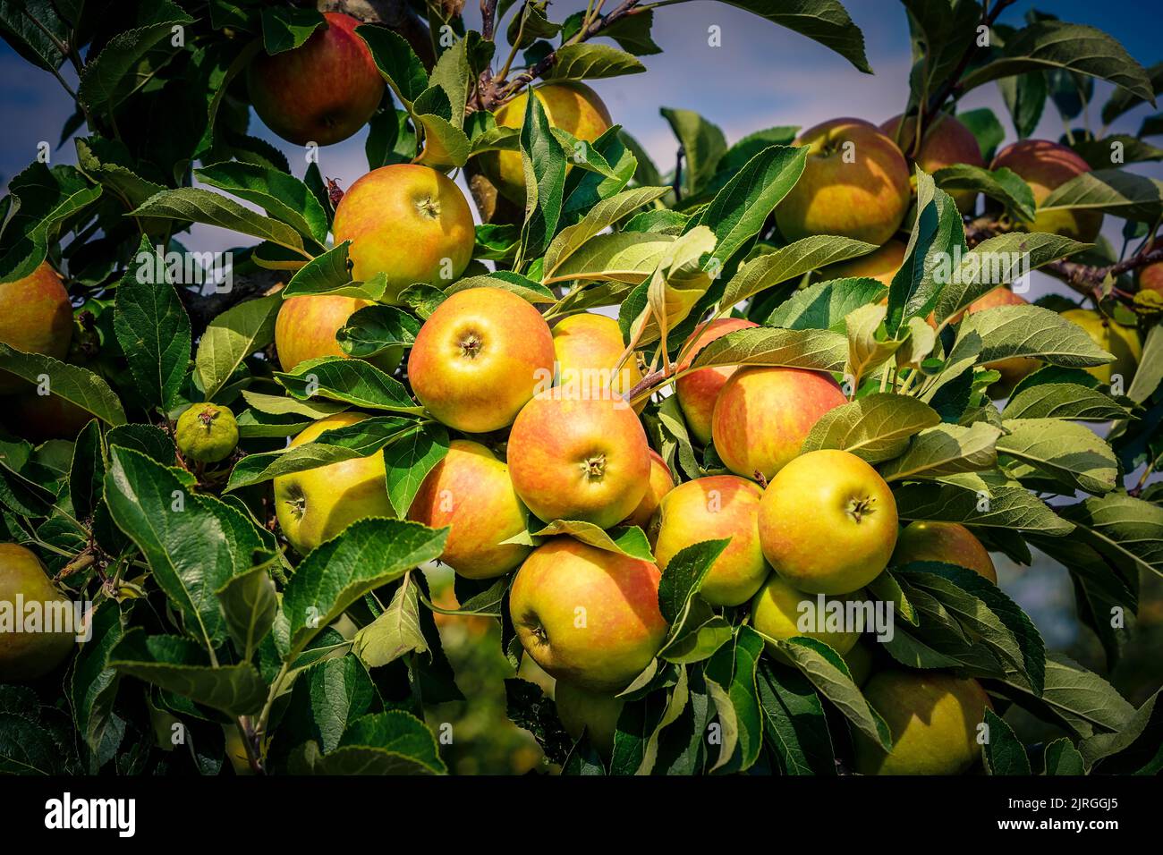Apple tree in the old country next to Hamburg Stock Photo - Alamy