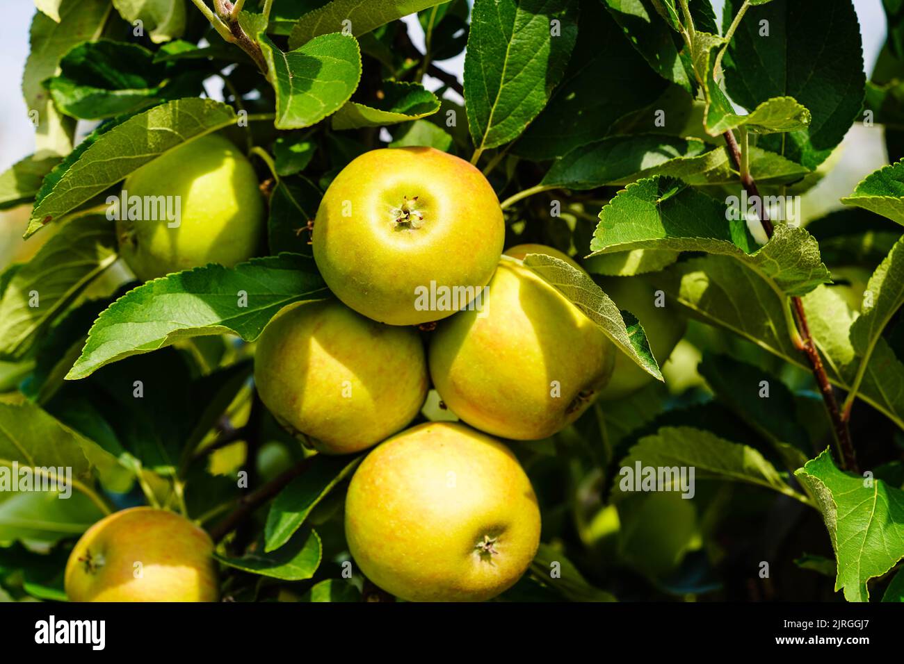 Apple tree in the old country next to Hamburg Stock Photo - Alamy