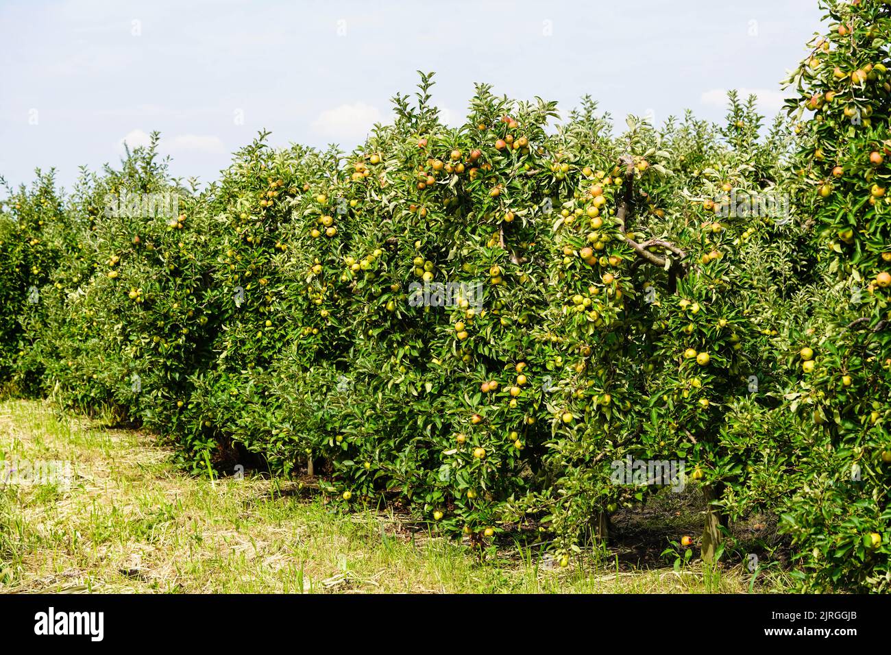 Apple tree in the old country next to Hamburg Stock Photo - Alamy