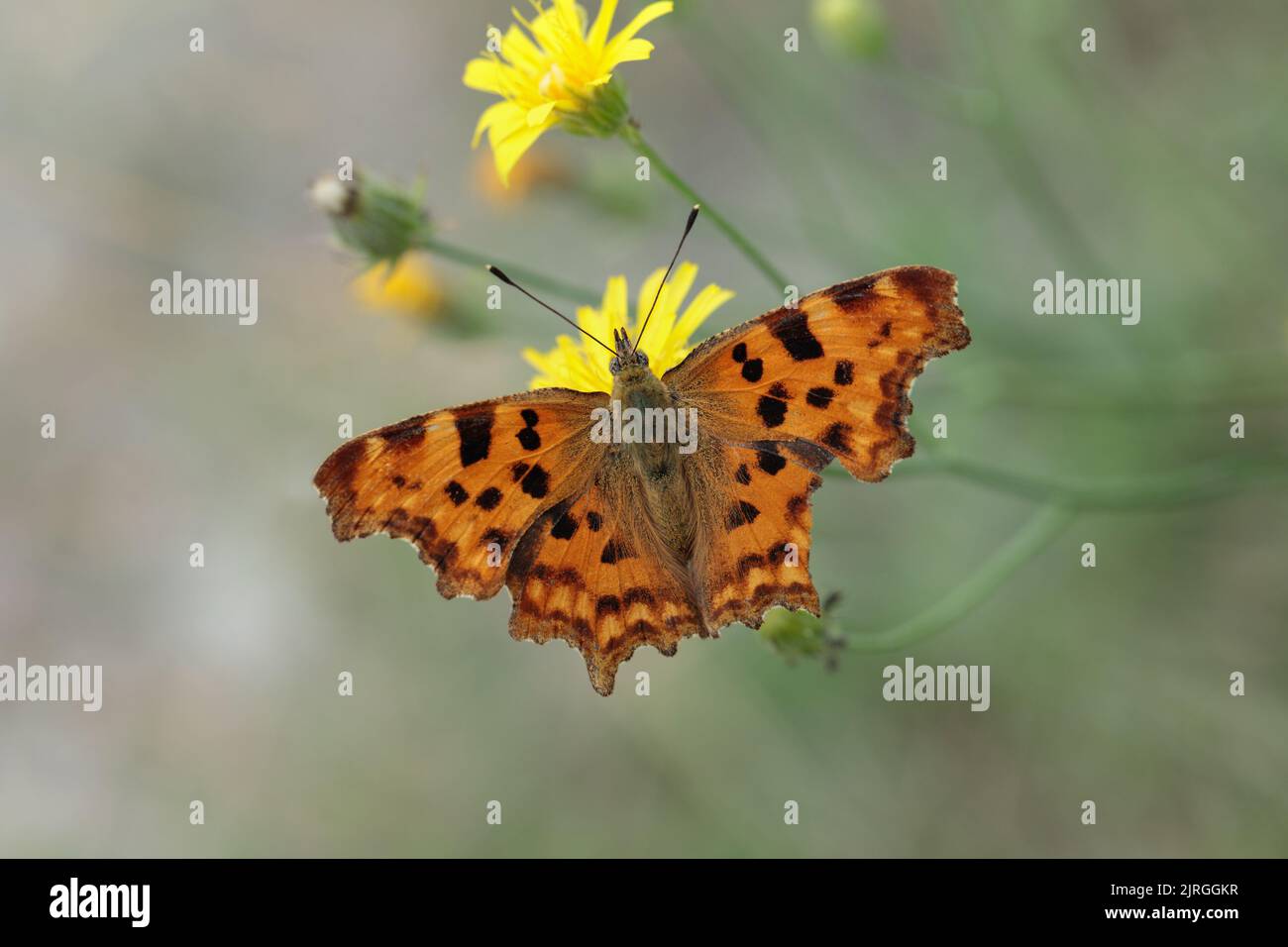 Comma butterfly (Polygonia c-album) with open wings. Stock Photo