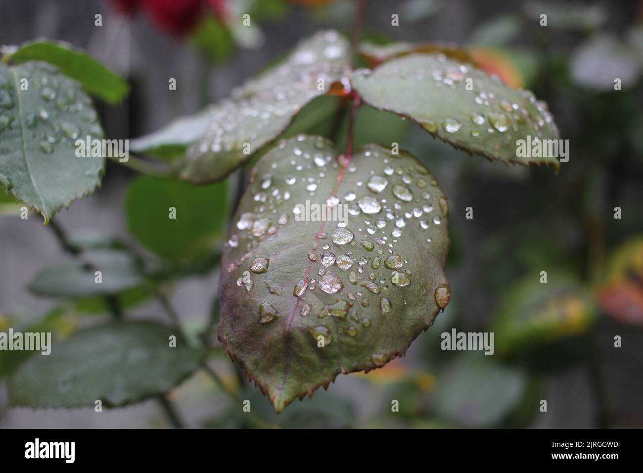 water drops on the leaves of a rose tree after summer rain Stock Photo
