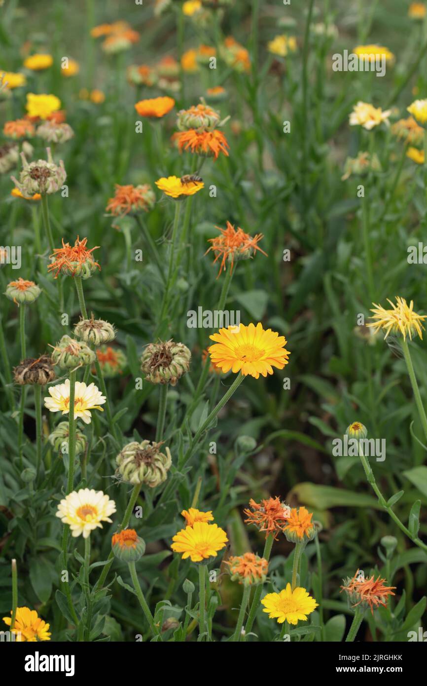 Calendula officinalis Seeds - Diane's Flower Seeds