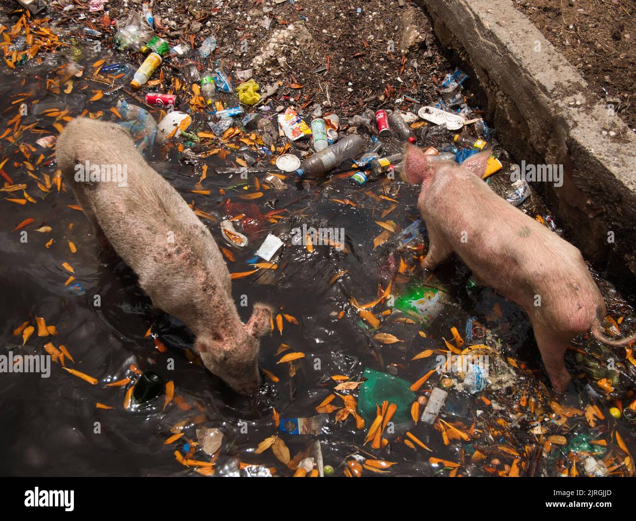 Two pigs romping in the garbage and water at the Fadiouth island, Senegal. Stock Photo