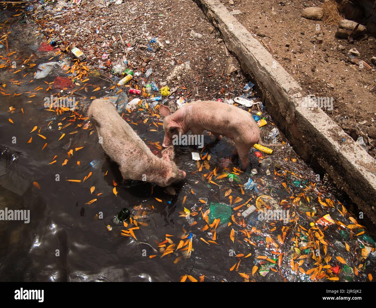 Two pigs romping in the garbage and water at the Fadiouth island, Senegal. Stock Photo