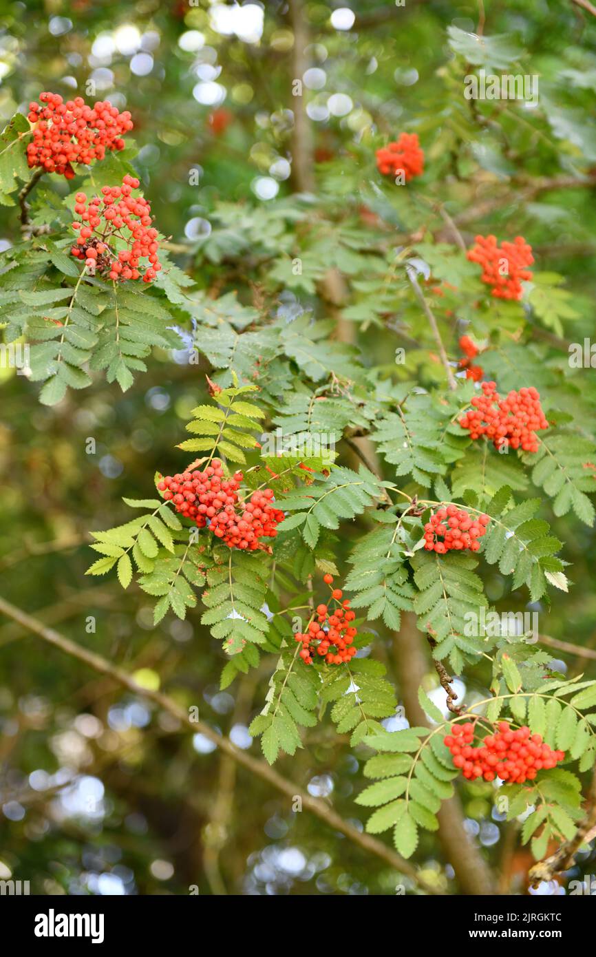 Firethorn (Pyracantha Charmer) Tree in Summer Hook Norton Oxfordshire