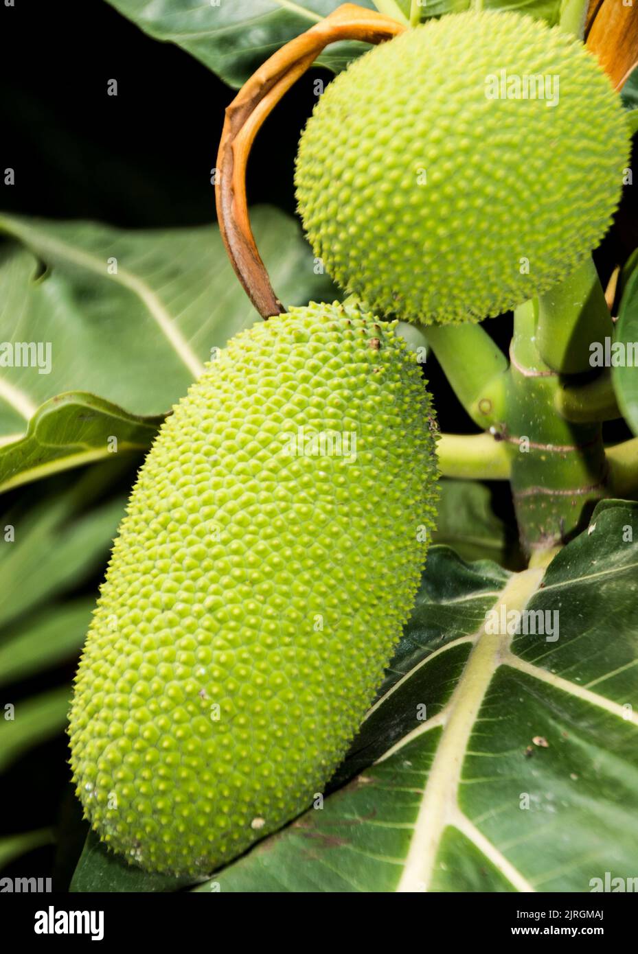 A vertical closeup of unripe jackfruit. Artocarpus heterophyllus Stock