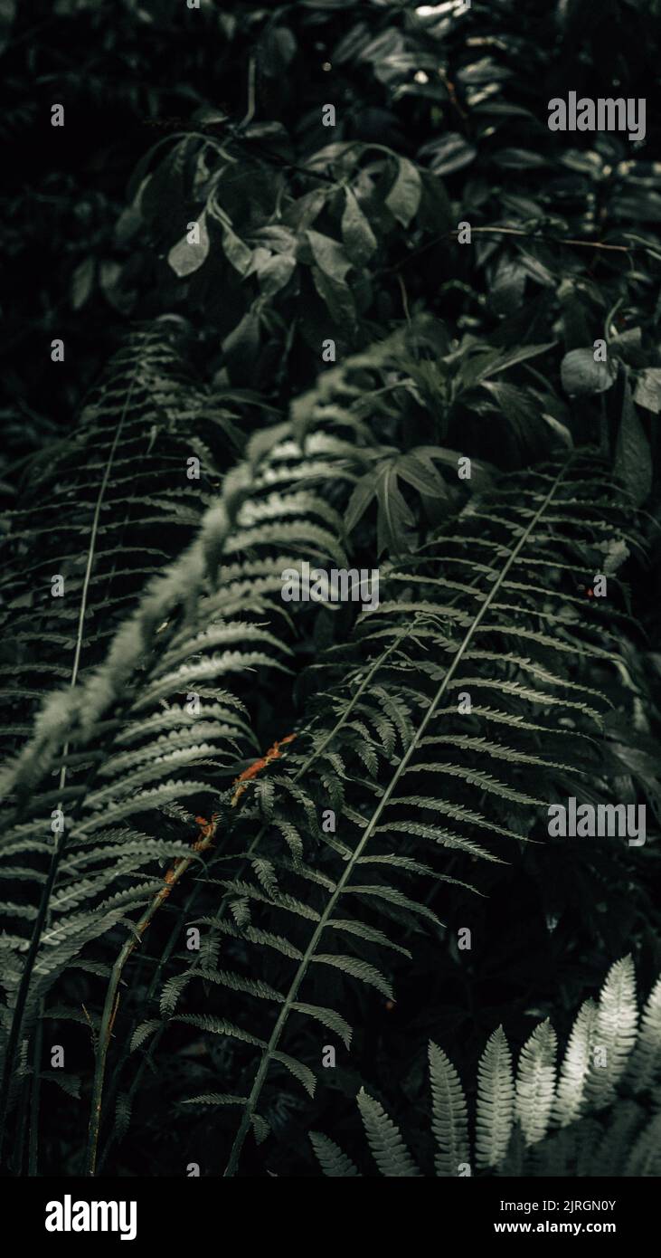 Closeup shot fern branches hi-res stock photography and images - Alamy