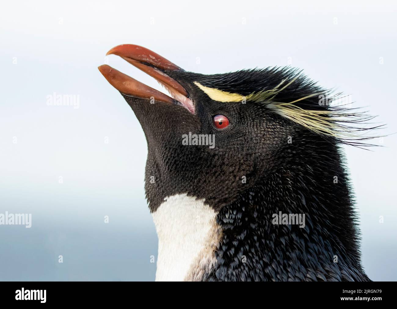 Southern Rockhopper Penguin Stock Photo
