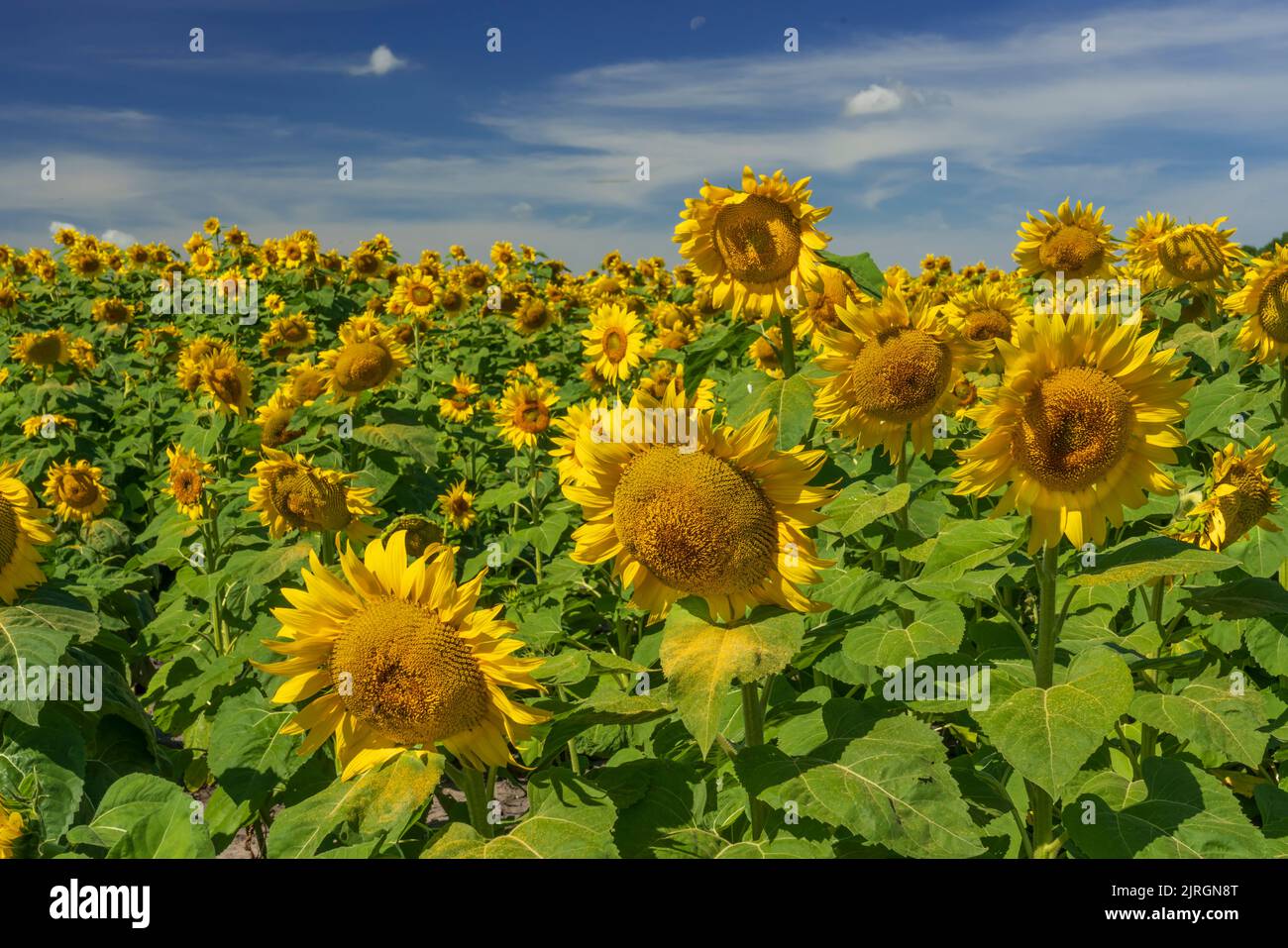 Sunflower field blooming near St. Joseph, Manitoba, Canada Stock Photo