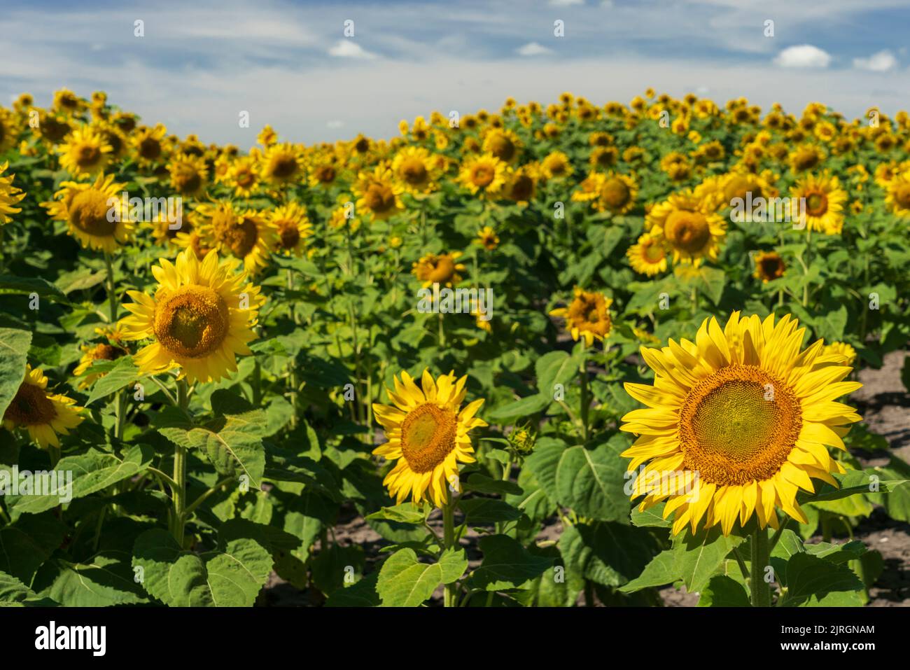 Sunflower field blooming near St. Joseph, Manitoba, Canada Stock Photo