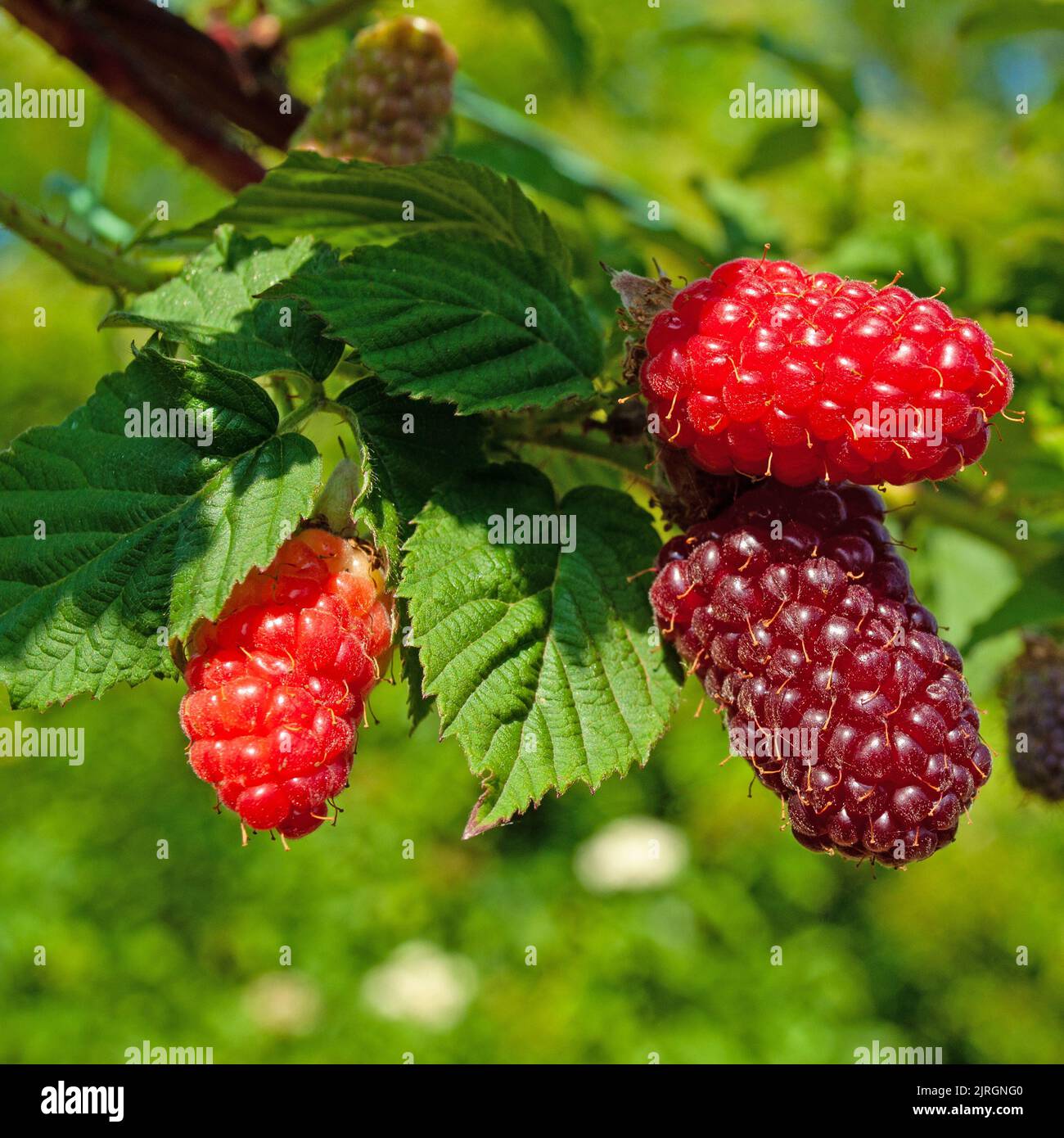 Tayberry fruits in a close-up Stock Photo
