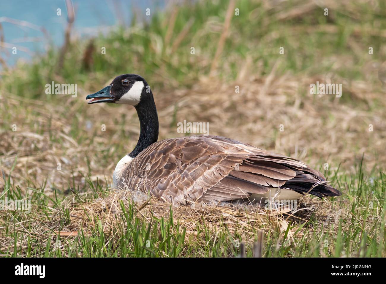 Female Canada goose incubating eggs on her nest at the Discovery Nature