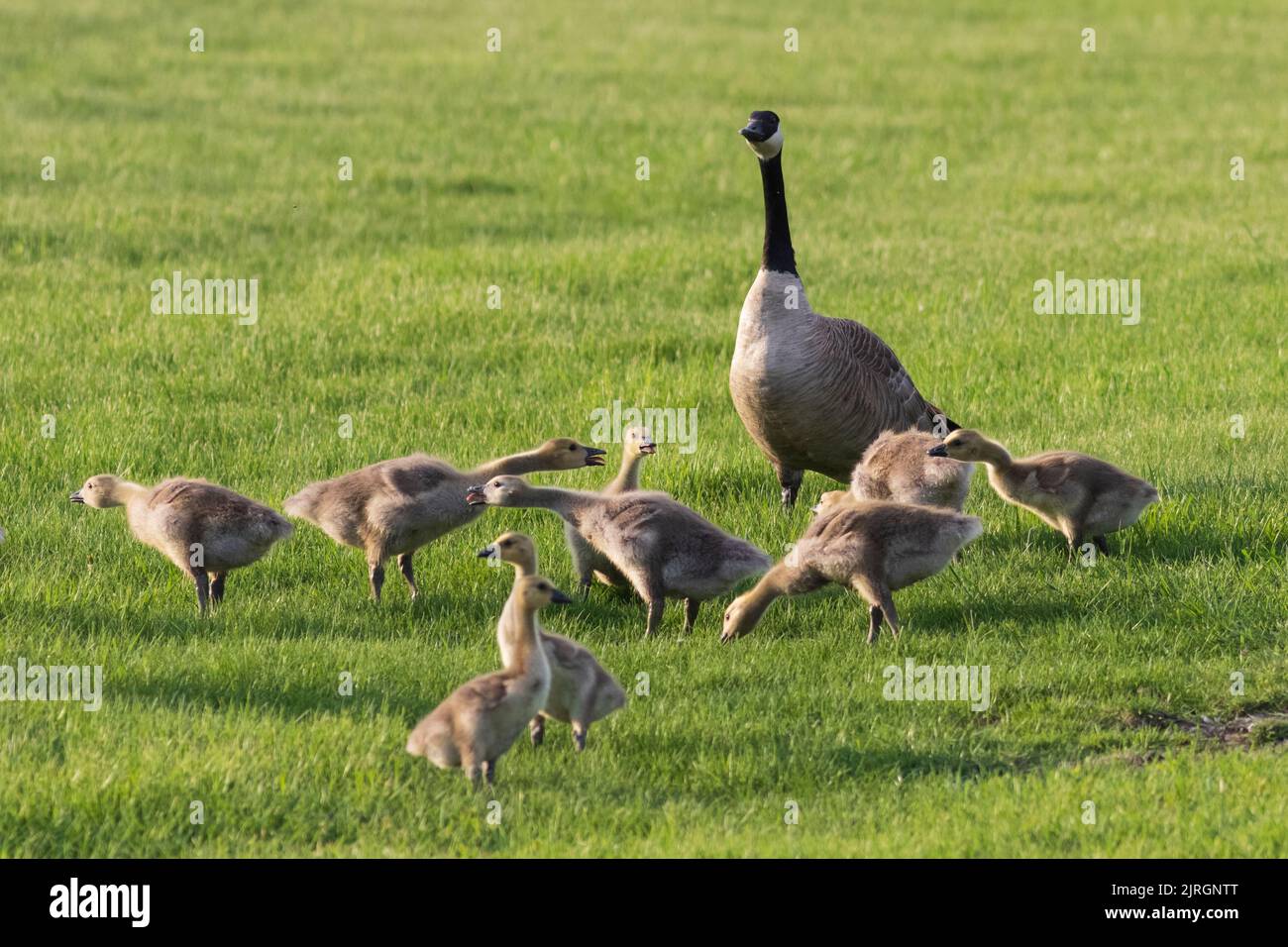 Canada geese with young at the Nature Discovery Sanctuary in Winkler, Manitoba, Canada. Stock Photo