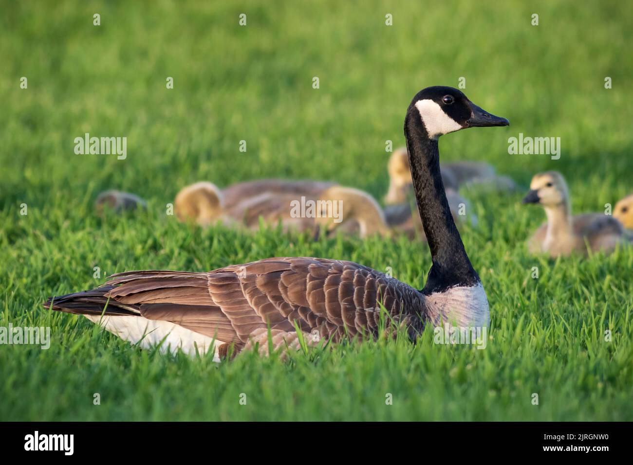 Canada geese with young at the Nature Discovery Sanctuary in Winkler, Manitoba, Canada. Stock Photo