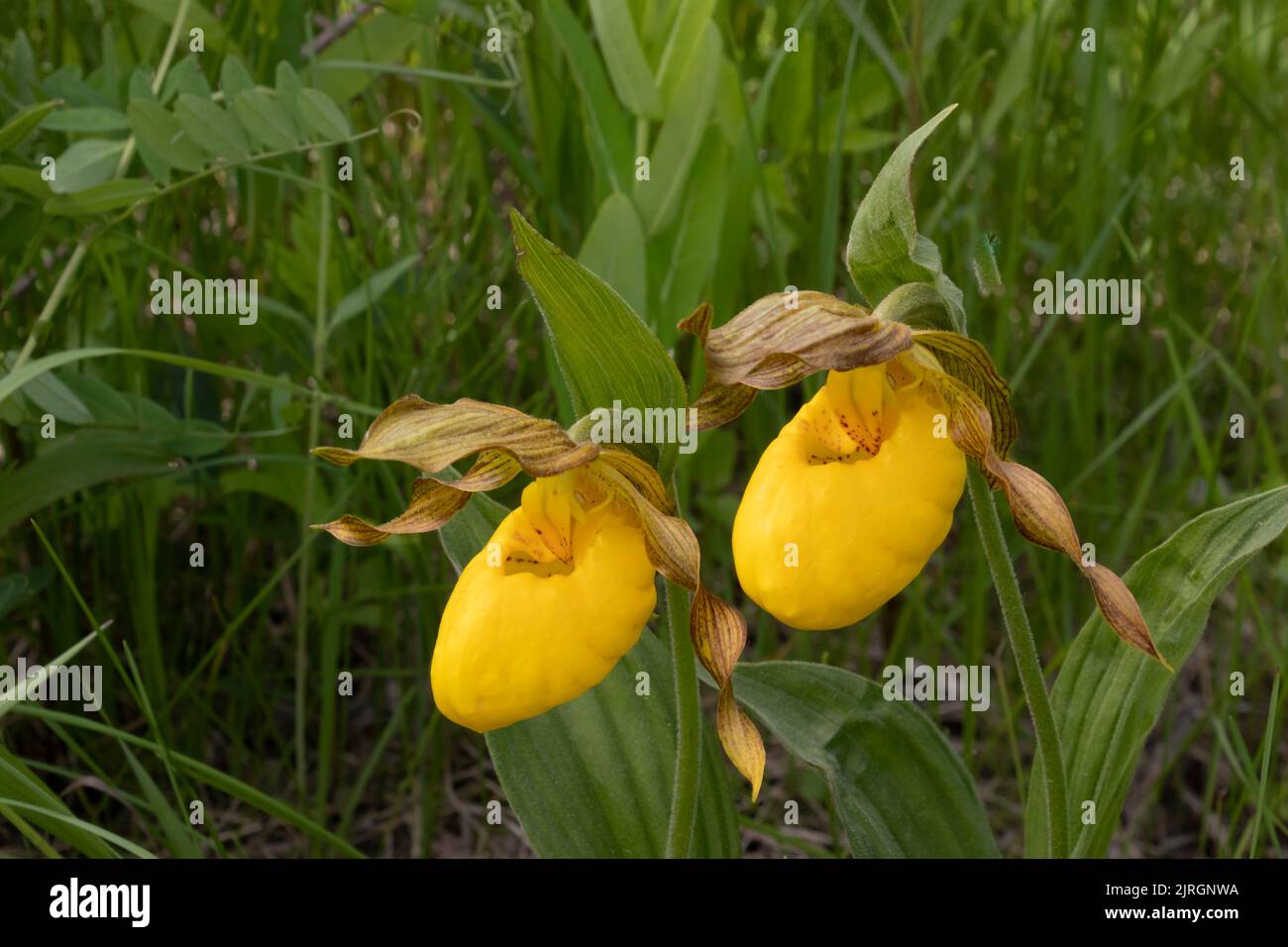 The large Yellow Lady's Slipper in the Tall Grass Prairie Preserve in southern Manitoba, Canada. Stock Photo