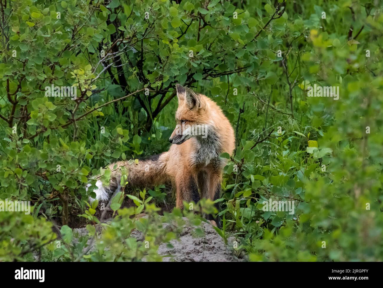 The Red fox in the Cypress Hills Interprovincial Park,  Saskatchewan, Canada. Stock Photo
