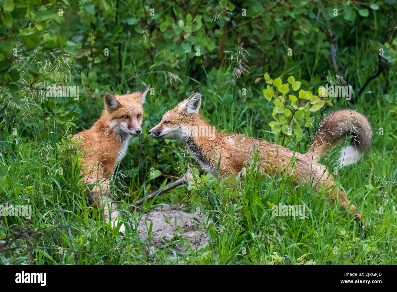 The Red fox in the Cypress Hills Interprovincial Park,  Saskatchewan, Canada. Stock Photo