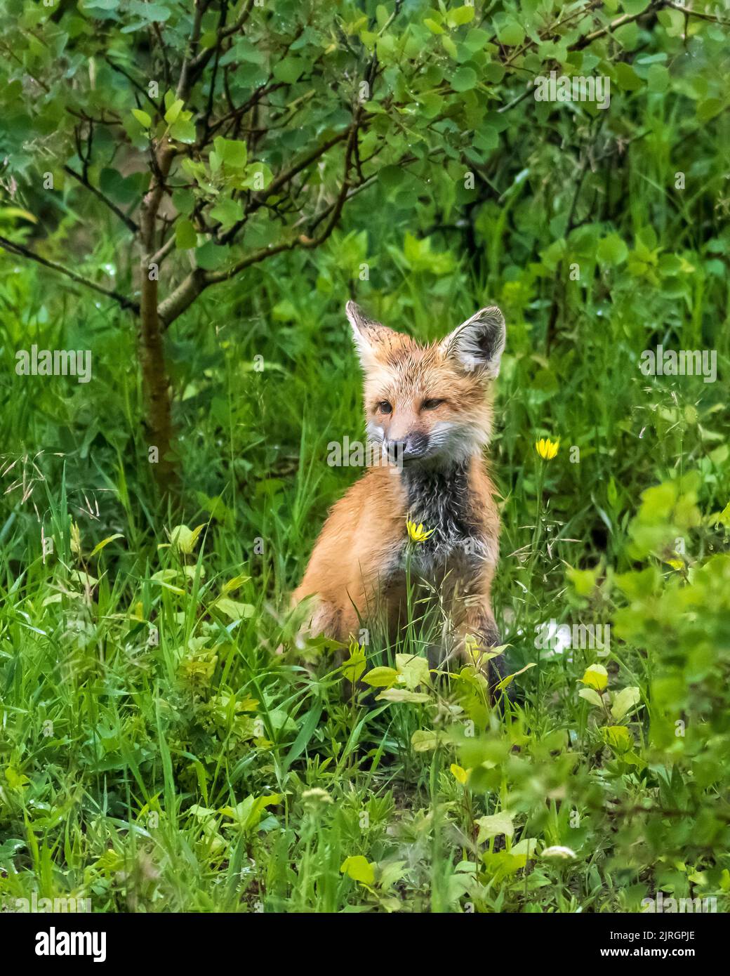 The Red fox in the Cypress Hills Interprovincial Park,  Saskatchewan, Canada. Stock Photo