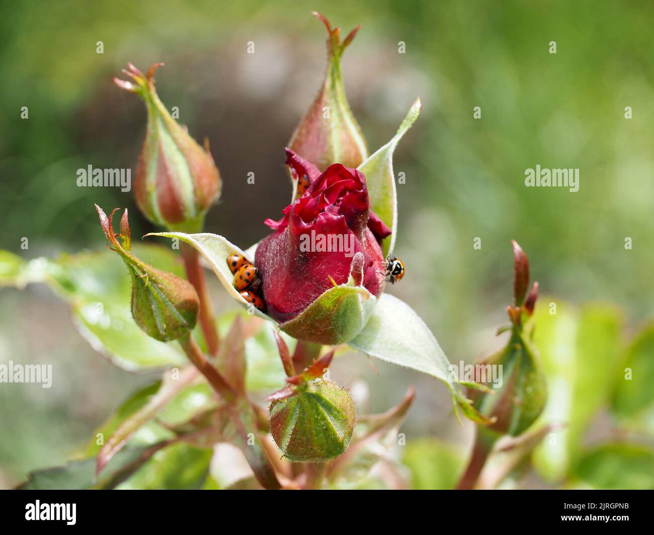 Rose garden 2022 Stock Photo Alamy