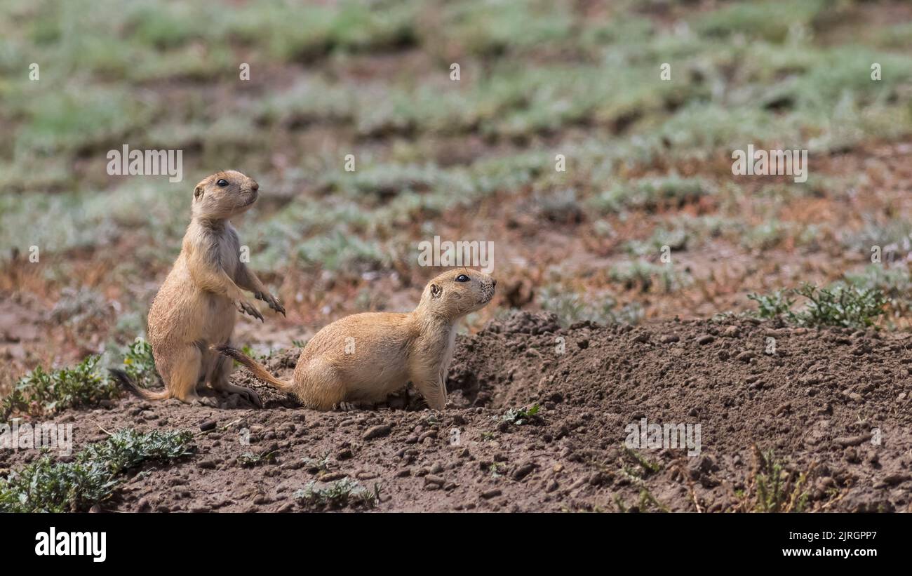 Black tailed prairie dogs at their burrow in Grasslands National Park ...