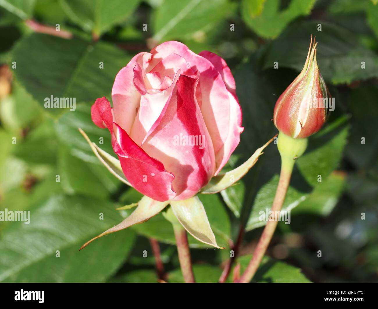 Rose garden 2022 Stock Photo Alamy