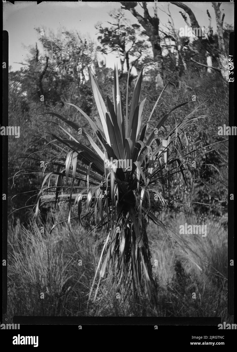 First attempt to cross Tararuas via Bannister 27 February 1929, 1929, North Island, by Leslie Adkin. Gift of G. L. Adkin family estate, 1964. Stock Photo