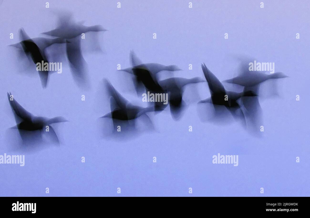 intentional blur of American black duck flock in flight flight Stock