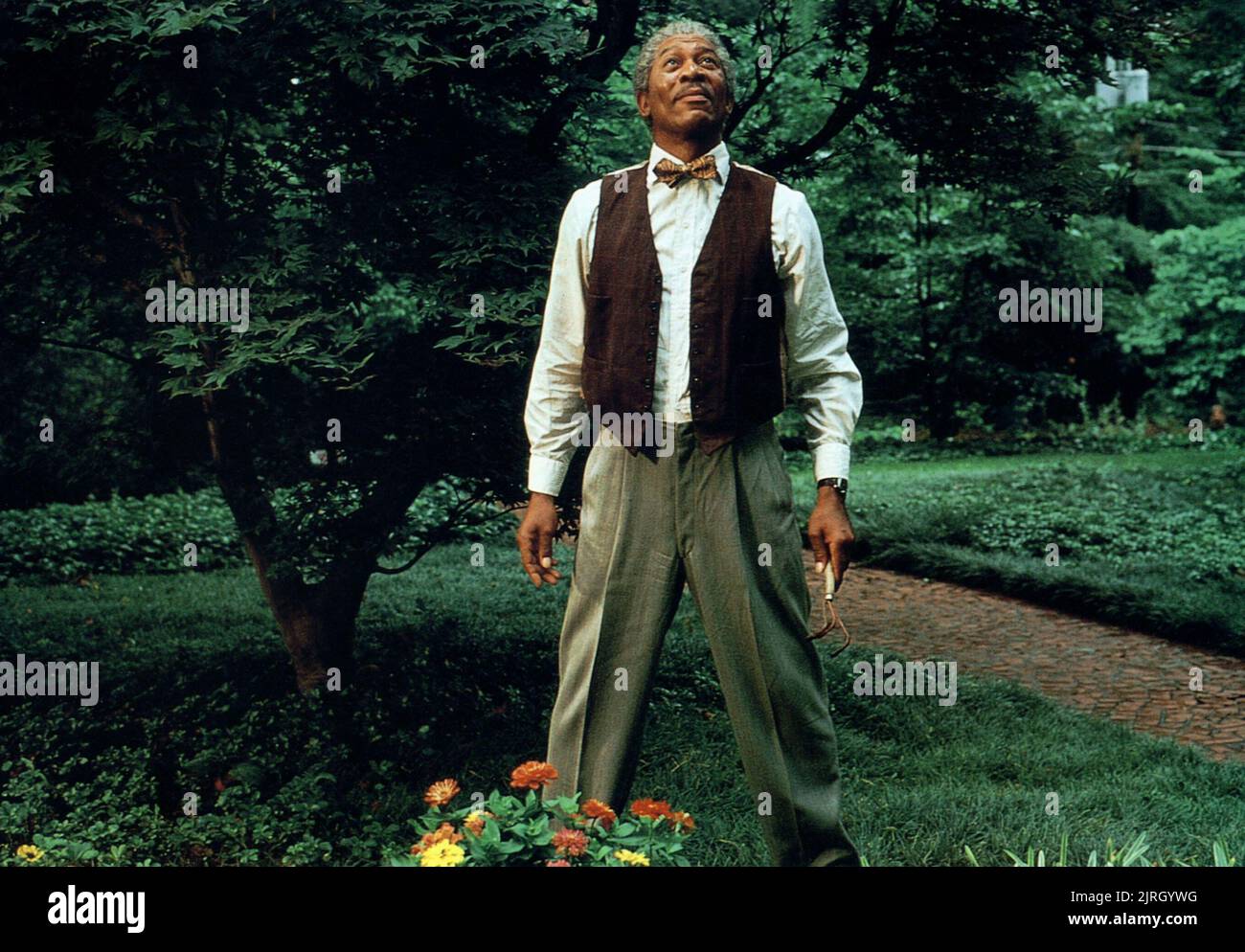MORGAN FREEMAN, DRIVING MISS DAISY, 1989 Stock Photo