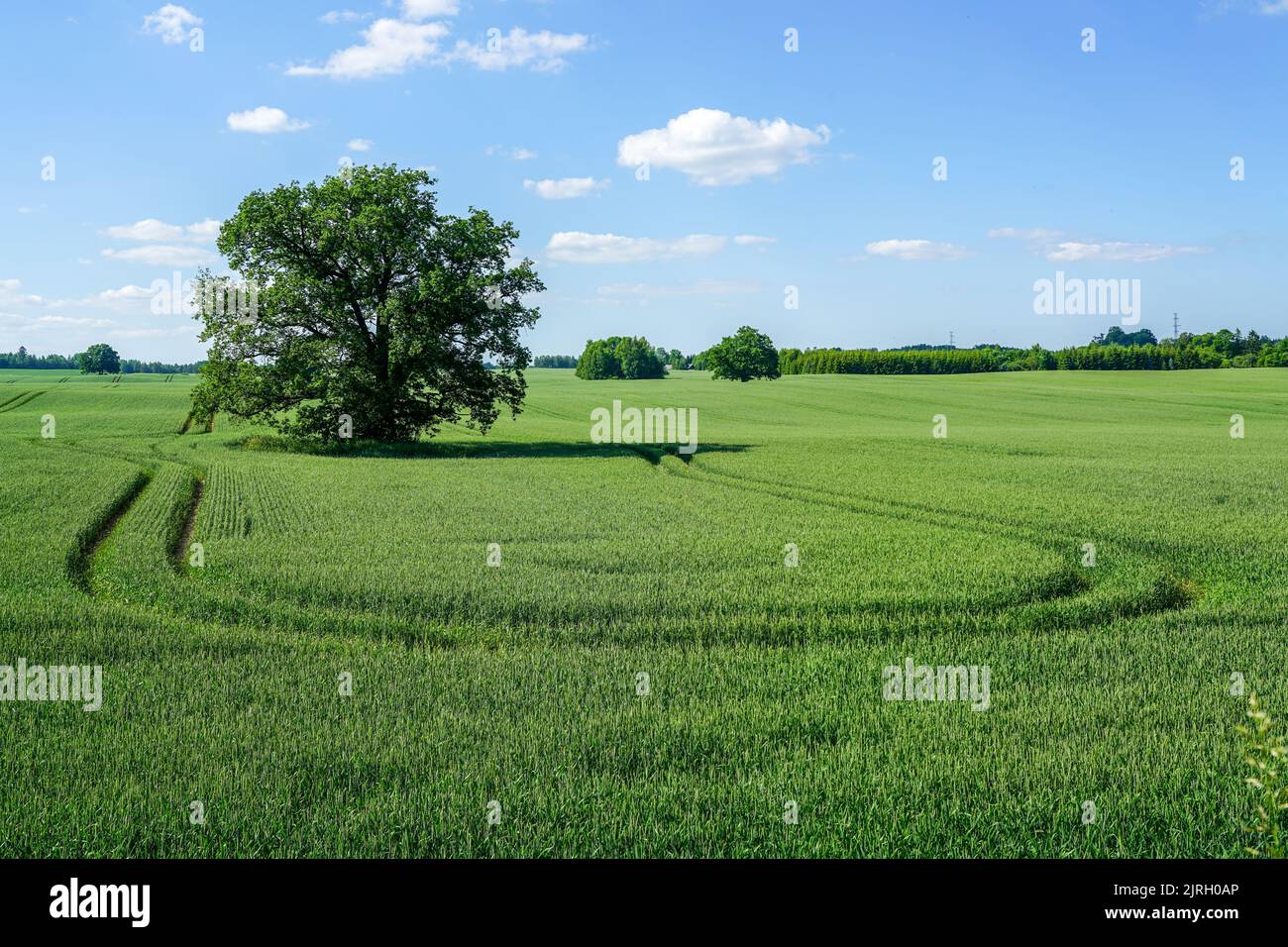 An oak tree in the middle of a wheat field and a technological path ...
