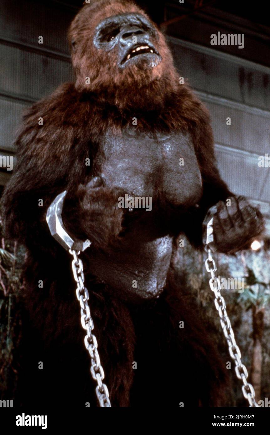 GORILLA IN CHAINS, KING KONG LIVES, 1986 Stock Photo Alamy