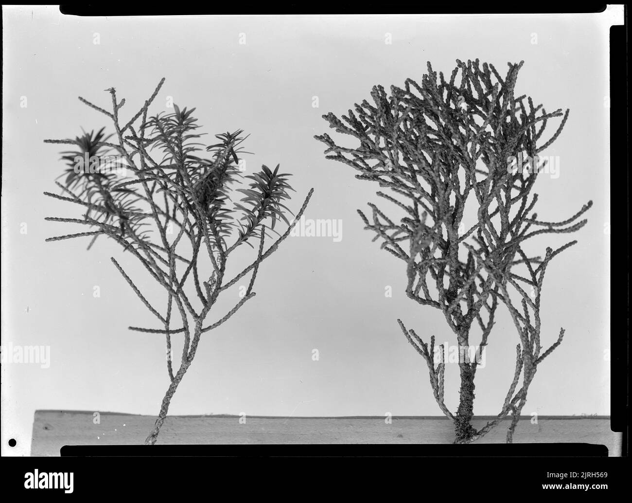Juvenile and mature foliage of the only tree of Dacrydium biforme known in this part of Tararuas, 21 September 1929 - 22 September 1929, by Leslie Adkin. Gift of G. L. Adkin family estate, 1964. Stock Photo