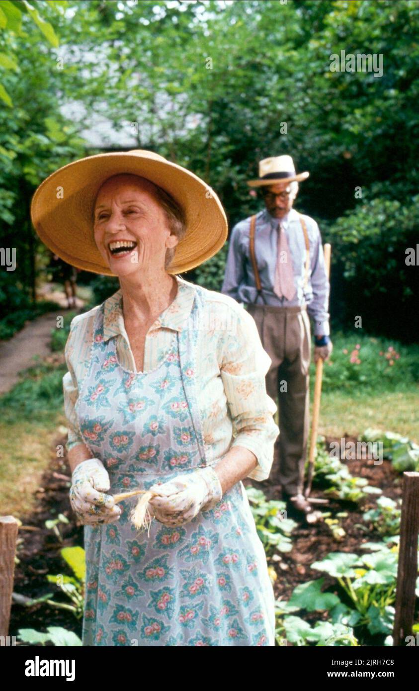 JESSICA TANDY, MORGAN FREEMAN, DRIVING MISS DAISY, 1989 Stock Photo