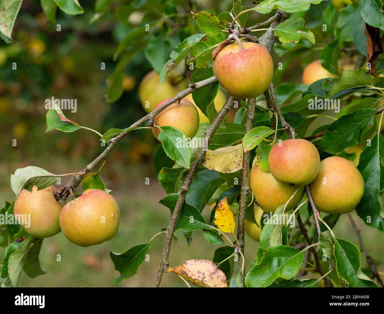 Orange flushed late summer fruit of the sweet eating apple, Malus domestica 'Christmas Pippin' Stock Photo