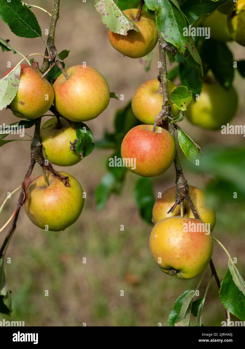 Orange flushed late summer fruit of the sweet eating apple, Malus domestica 'Christmas Pippin' Stock Photo