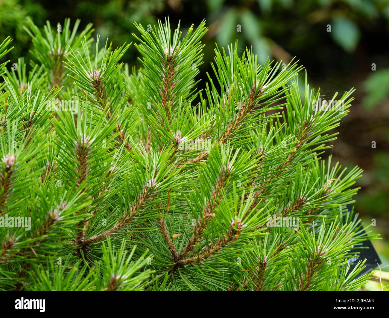 Green needles of the low growing, compact form of the hardy evergreen conifer, Pinus densiflora 'Low Glow', Japanese Red Pine Stock Photo