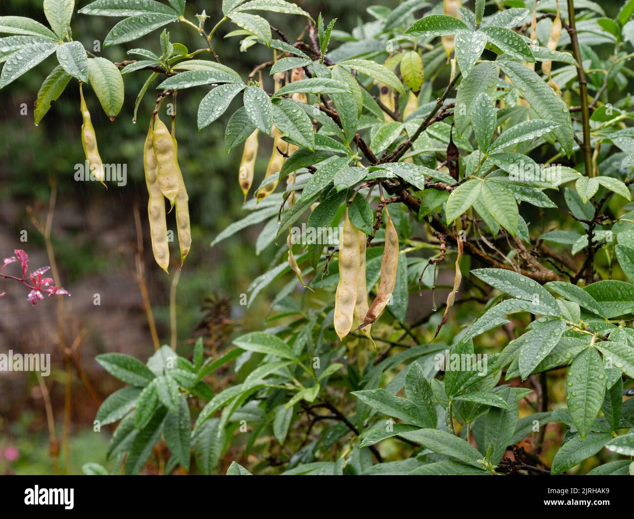 Rain dappled foliage and late summer seed pods of the Himalayan laburnum, Piptanthus nepalensis Stock Photo