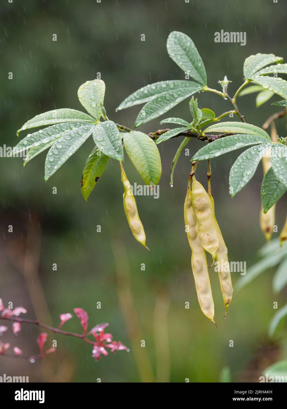 Rain dappled foliage and late summer seed pods of the Himalayan laburnum, Piptanthus nepalensis Stock Photo