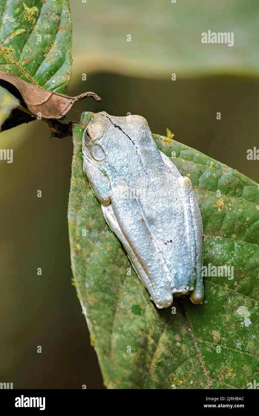 Rosenberg's tree frog a.k.a Gladiator frog (Hypsiboas Rosenberg) sleeping on a green leaf in Corcovado national park, Costa Rica Stock Photo