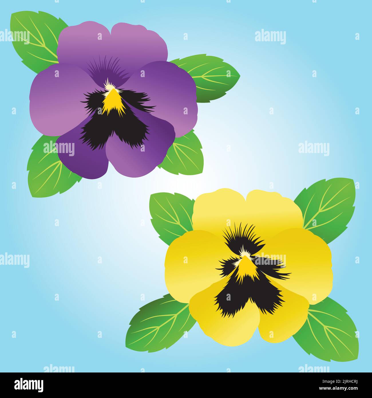 A pair of graphic illustrated vector pansy flowers. Stock Vector
