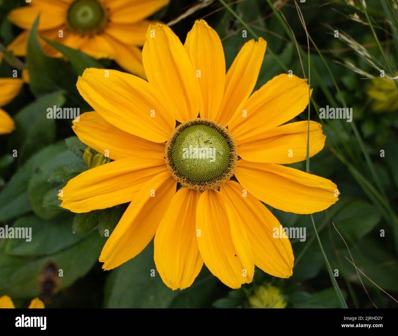 Bright yellow flower in bloom, Cheshire, UK Stock Photo
