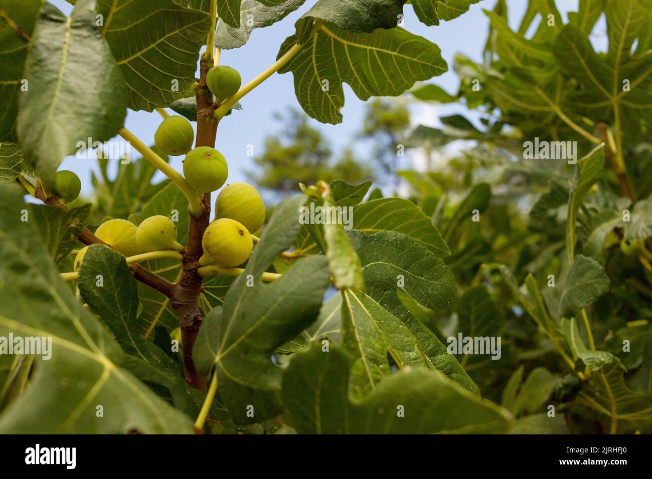 Branches of fig tree Ficus carica with green leaves and fruit Stock ...