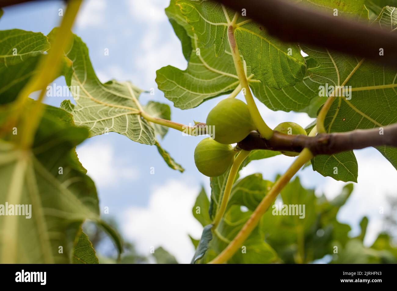 Branches of fig tree Ficus carica with green leaves and fruit Stock ...