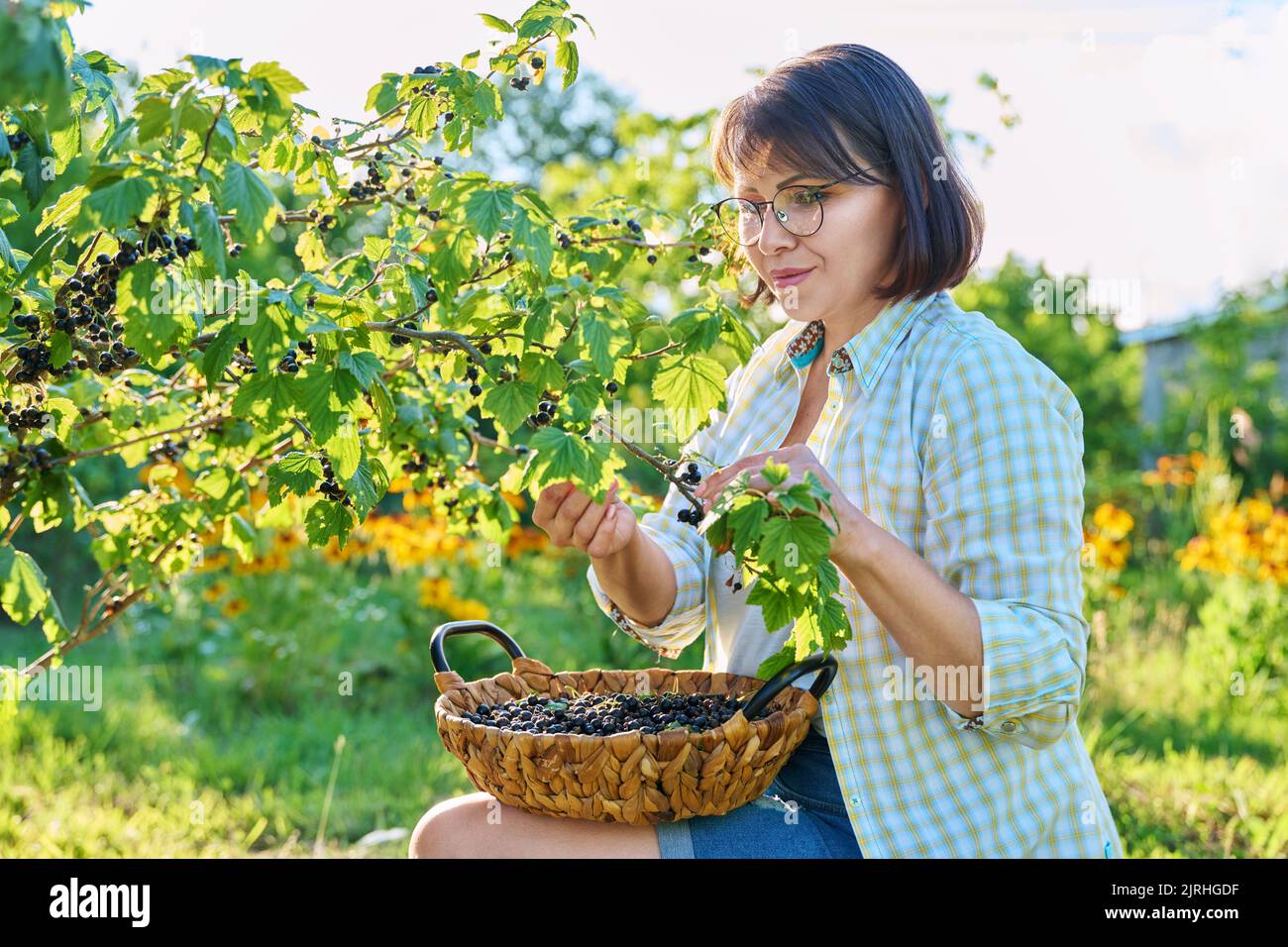 Harvesting picking ripe blackcurrants in summer garden Stock Photo - Alamy