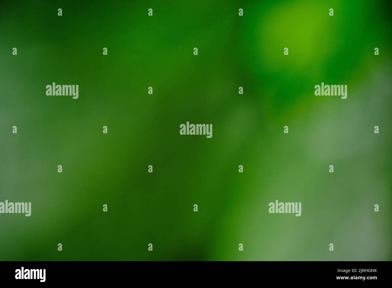 Abstract and blurred green background summer foliage Stock Photo