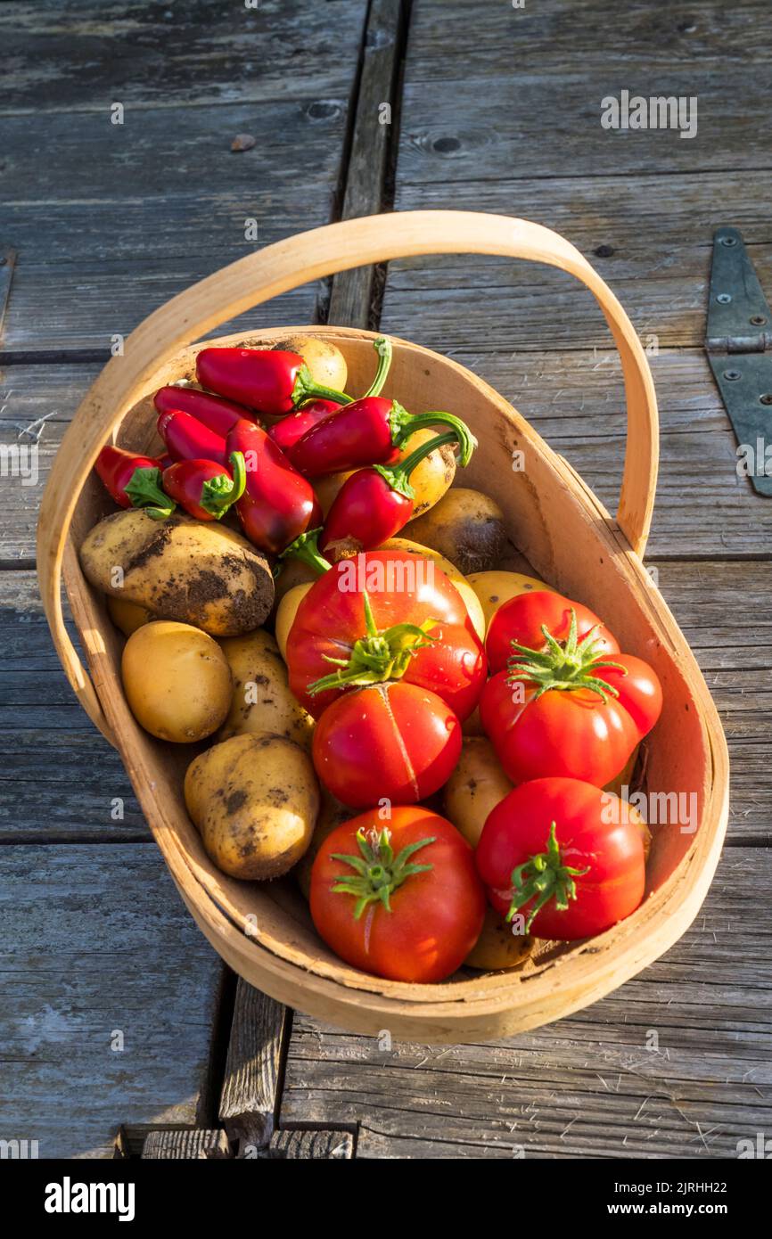 A trug containing picked home grown vegetables - Charlotte potatoes, Jalapeno chillis and Marmande tomatoes. Stock Photo
