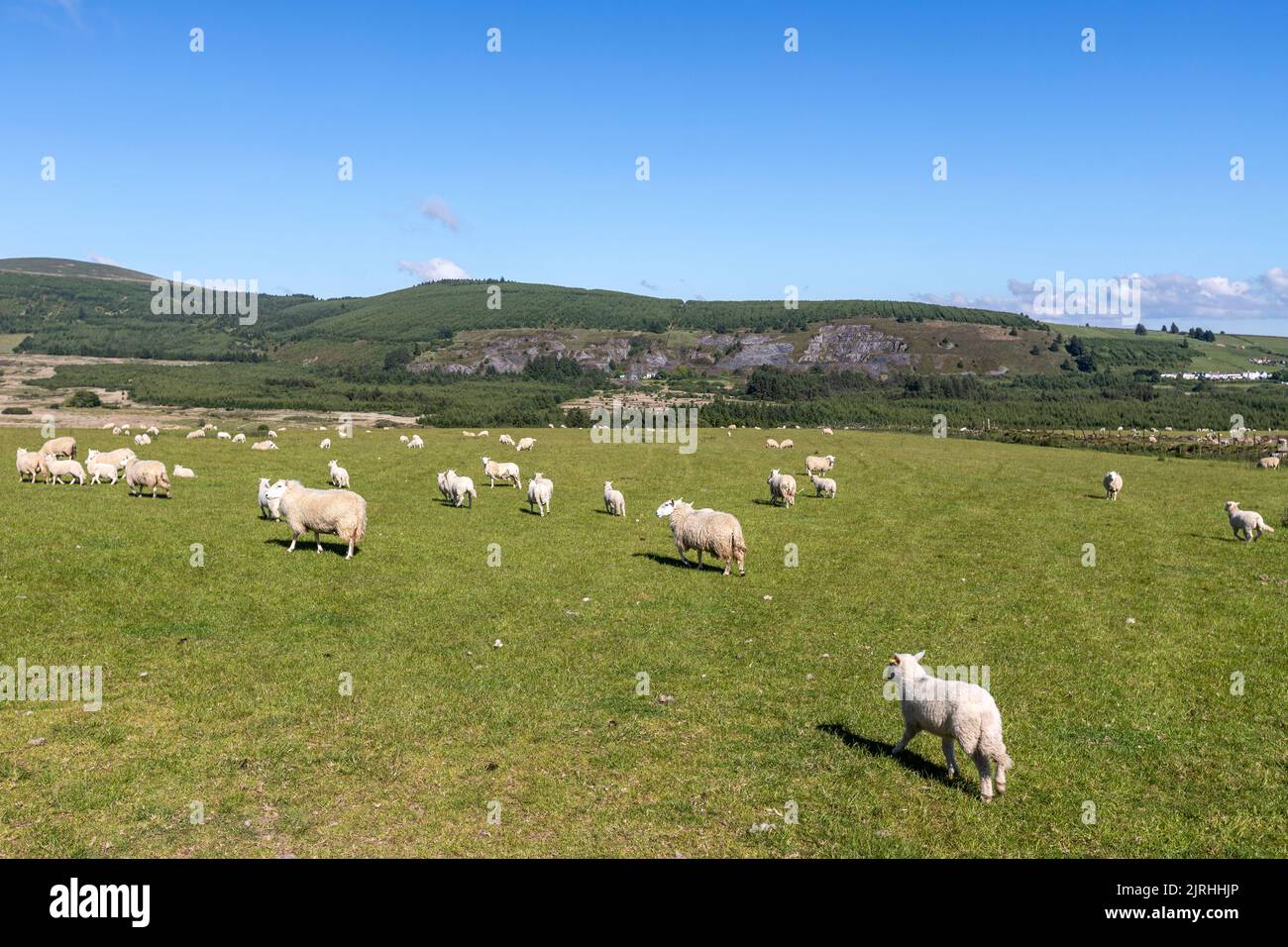 Sheep in a green landscape in Rosebush, Clynderwen, Wales, UK Stock Photo