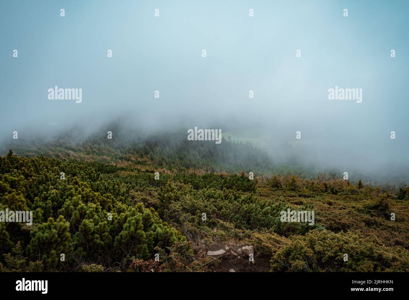 Dense vegetation cover hi-res stock photography and images - Alamy