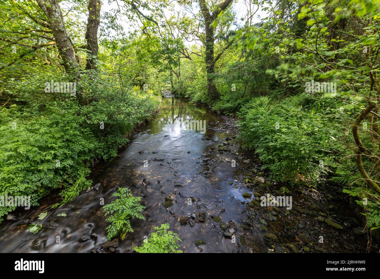 Small river in Tufton, Clarbeston Road, Wales, UK Stock Photo